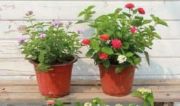 郭大锤最新爆料视频,揭秘视频背后的惊人真相